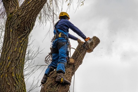 La taille des arbres, pourquoi et quand intervenir pour leur santé ?