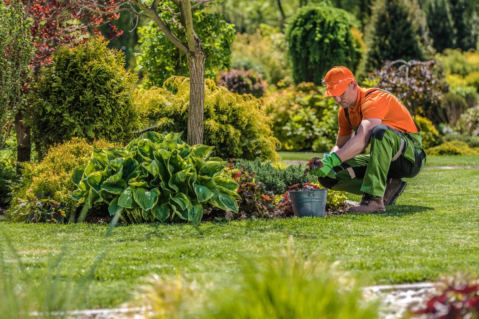 Jardinier professionnel en tenue haute visibilité orange plantant des fleurs dans un massif paysager