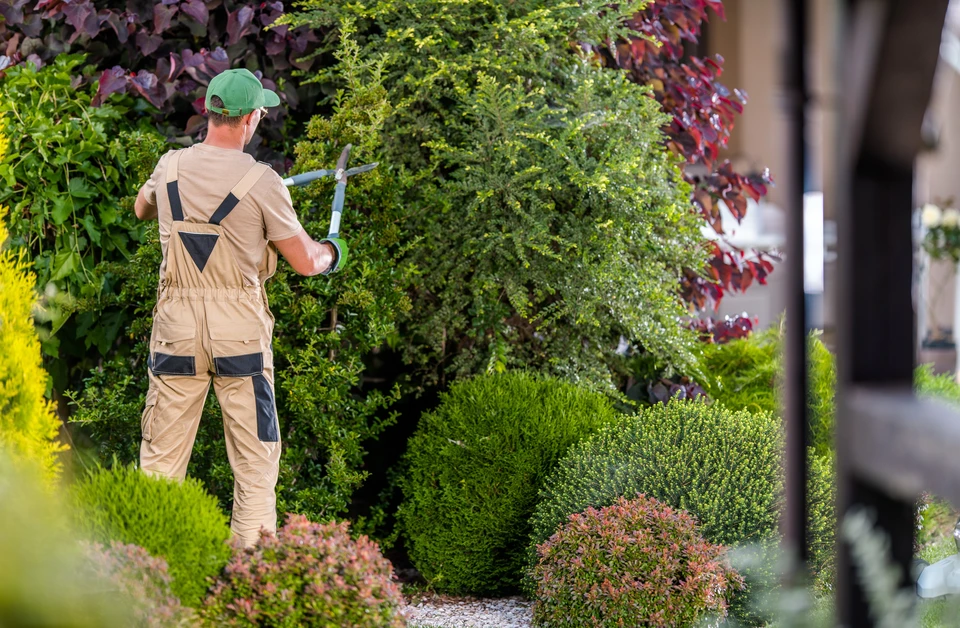Jardinier professionnel taillant des arbustes ornementaux dans un espace paysager extérieur
