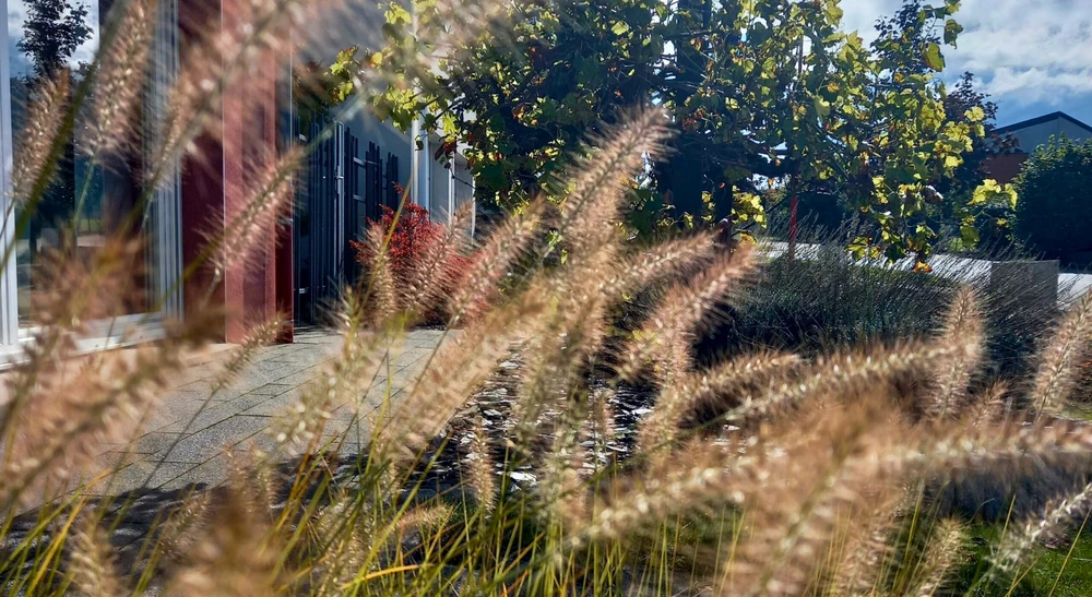 Jardin paysager résidentiel en automne, vue au ras du sol