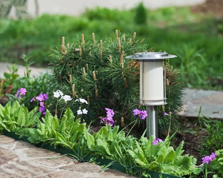 Jardin paysagé extérieur avec massif fleuri comprenant primevères violettes et blanches, feuillage vert, conifère nain aux jeunes pousses dressées