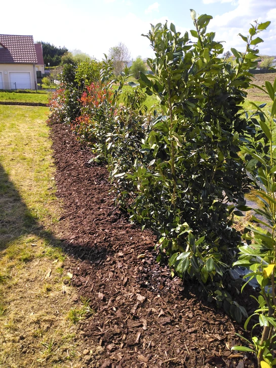Scène extérieure de jardinage montrant un jeune plant en pot noir au centre d'un jardin fleuri