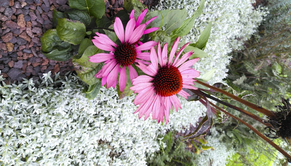 Jardin résidentiel aménagé avec paillage minéral en ardoise fragmentée noire, couvre-sol décoratif en schiste concassé