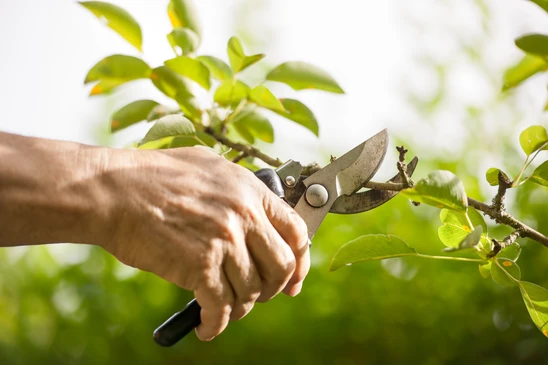 Scène extérieure en plein jour avec main tenant un sécateur pour tailler des branches d'arbre fruitier