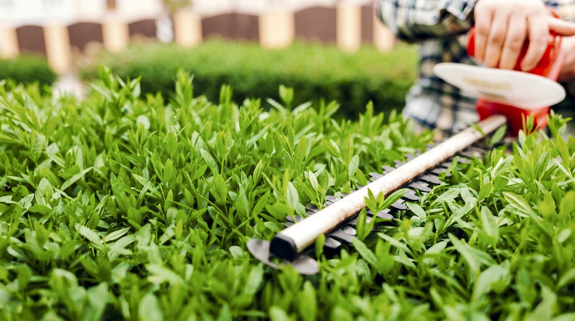 Scène extérieure de jardinage avec personne utilisant un taille-haies électrique sur une haie de buis bien entretenue
