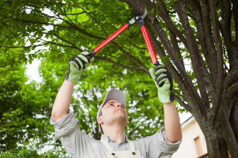Élagage des arbres à Metzervisse, guide pour un entretien optimal
